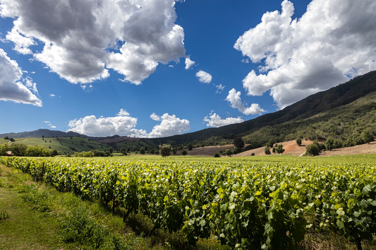 Viñedo en Valle de Apalta, Chile